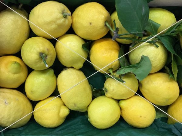 citron de nice-atlanticprimeurs