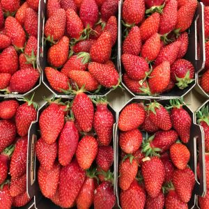 fraise gariguette-atlantic-primeurs