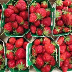 fraise mara des bois-atlantic-primeurs