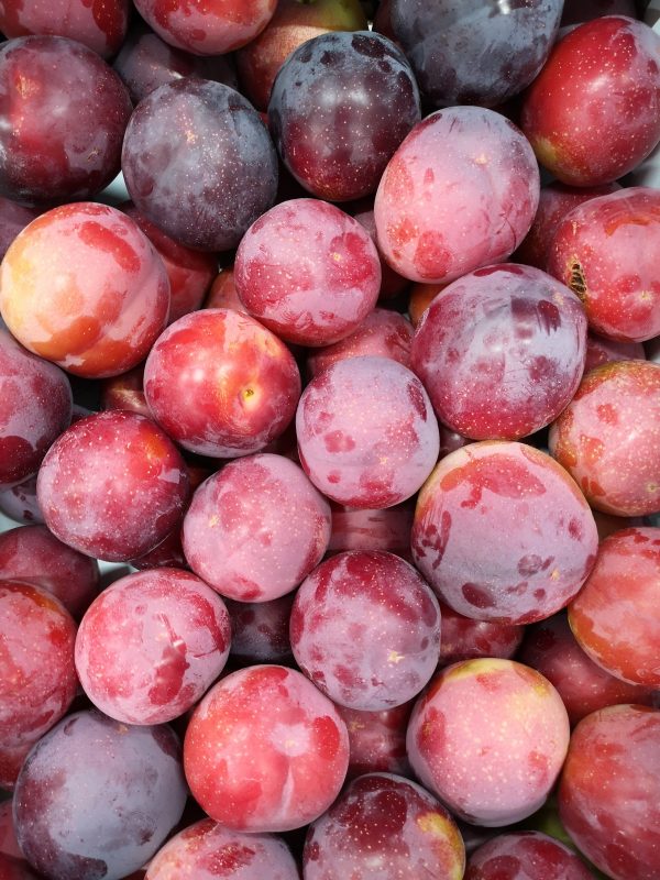 prune rouge olbinaya-atlantic-primeurs