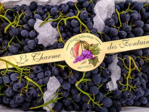 raisin noir prima-atlantic-primeurs